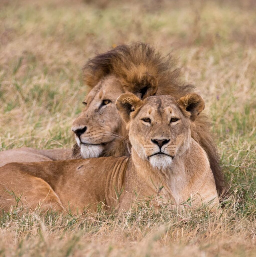 Capture d’écran 2025-05-13 135421